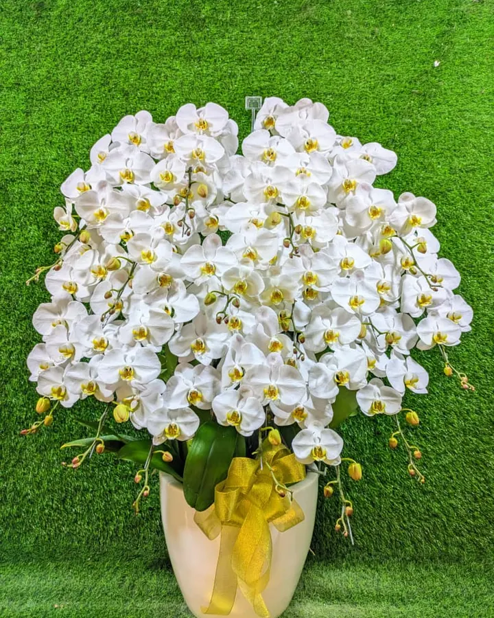 Anggrek Bulan Putih